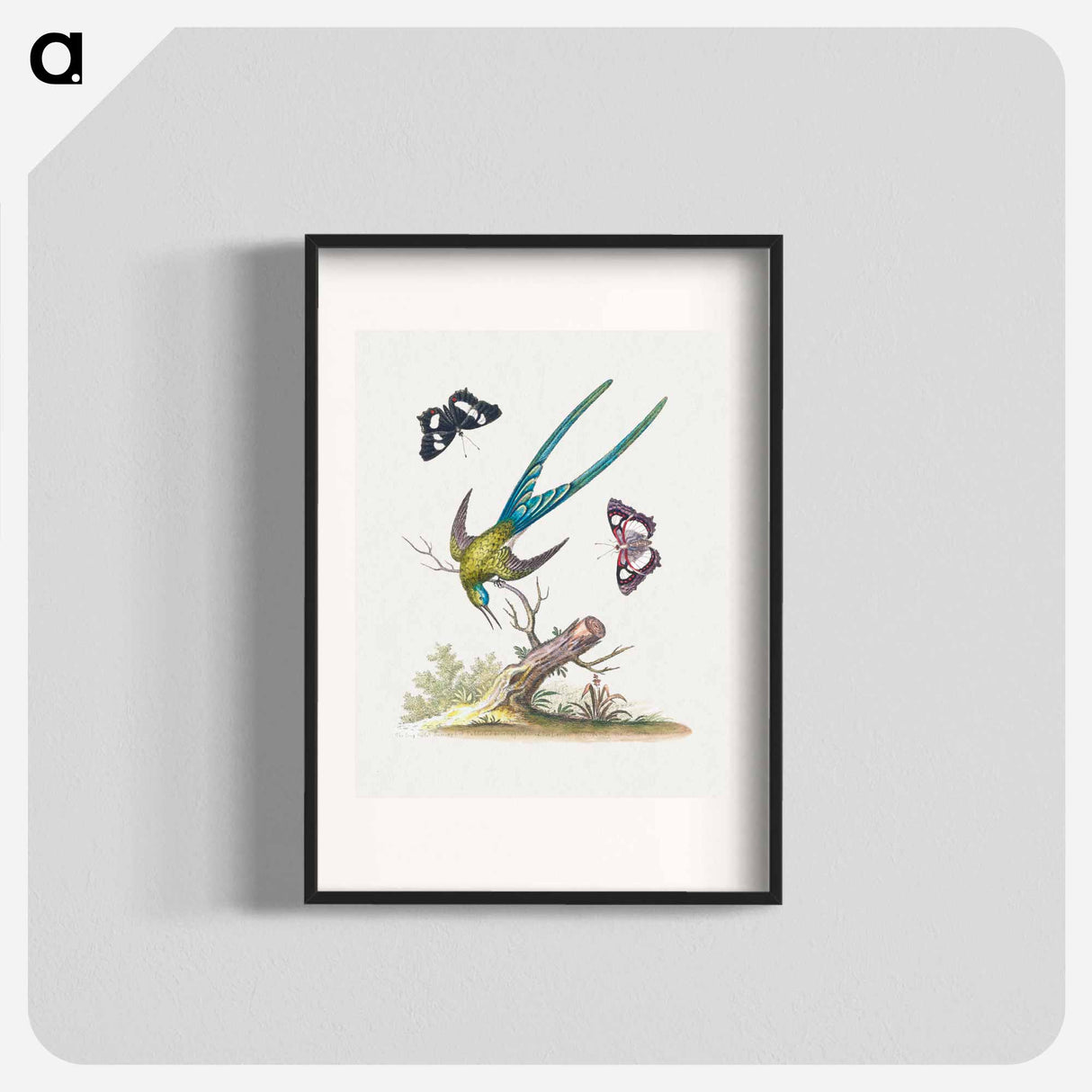 アートポスター-A Natural History of Uncommon Birds
- ジョージ エドワーズ Poster.
