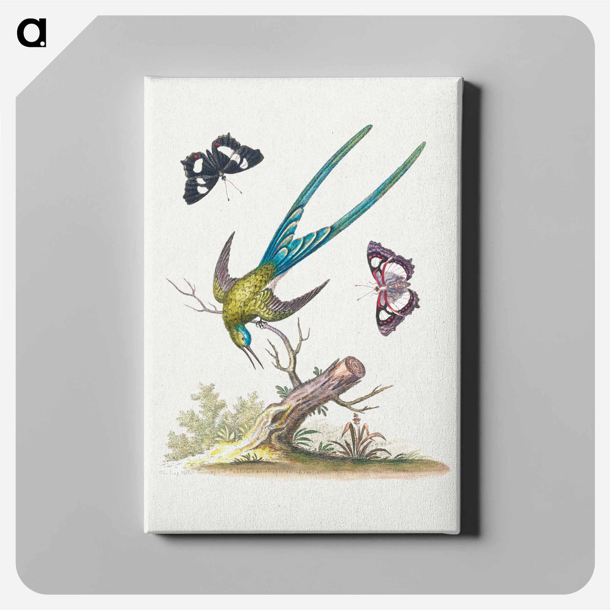 アートパネル-A Natural History of Uncommon Birds
- ジョージ エドワーズ Canvas.