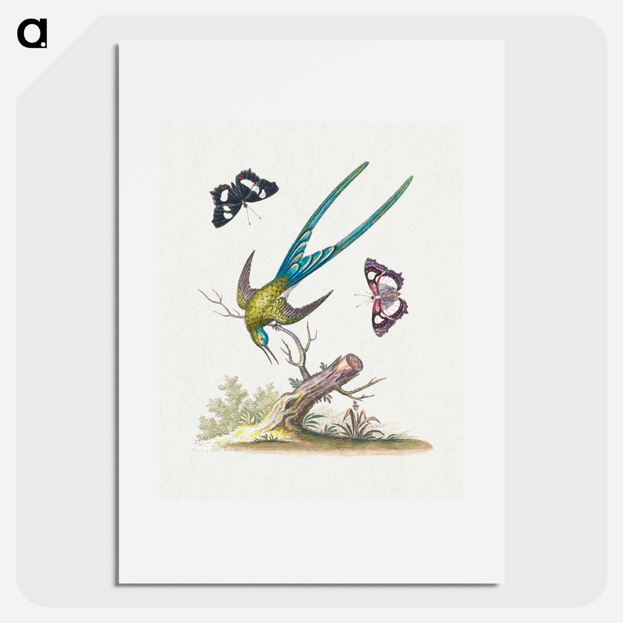 アートポスター-A Natural History of Uncommon Birds
- ジョージ エドワーズ Poster.