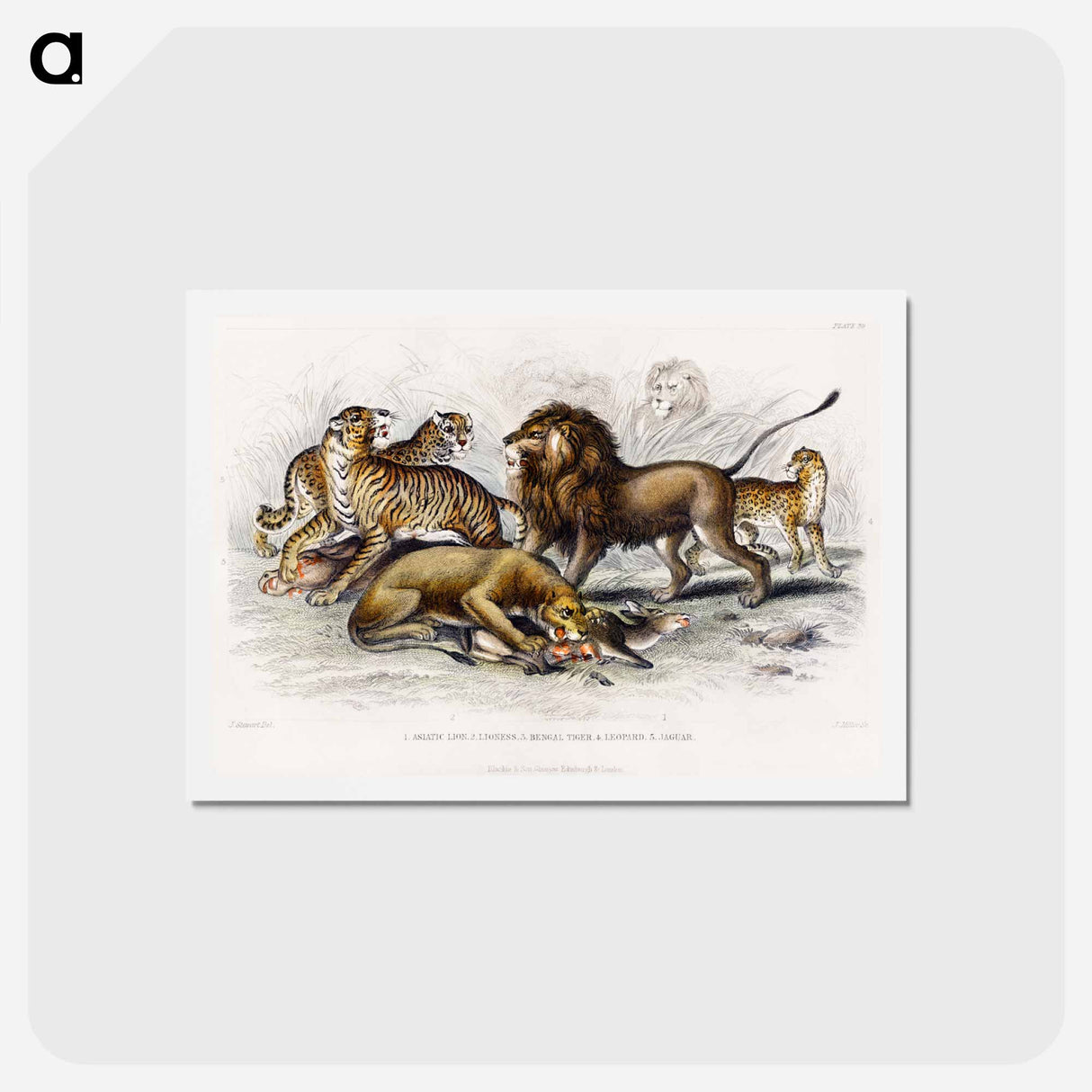アートポストカード-Asiatic Lion, Lioness, Bengal Tiger, Leopard, and Jaguar
- ゴールドスミスの生き生きとした自然 Postcard.