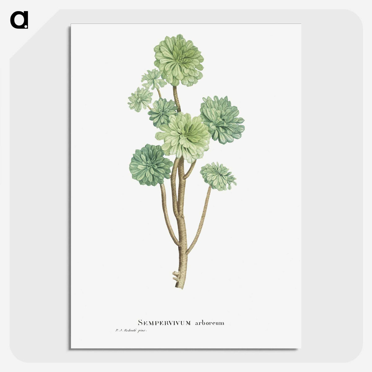 1-12_Histoire-des-Plantes-Grasses_picture-crop
