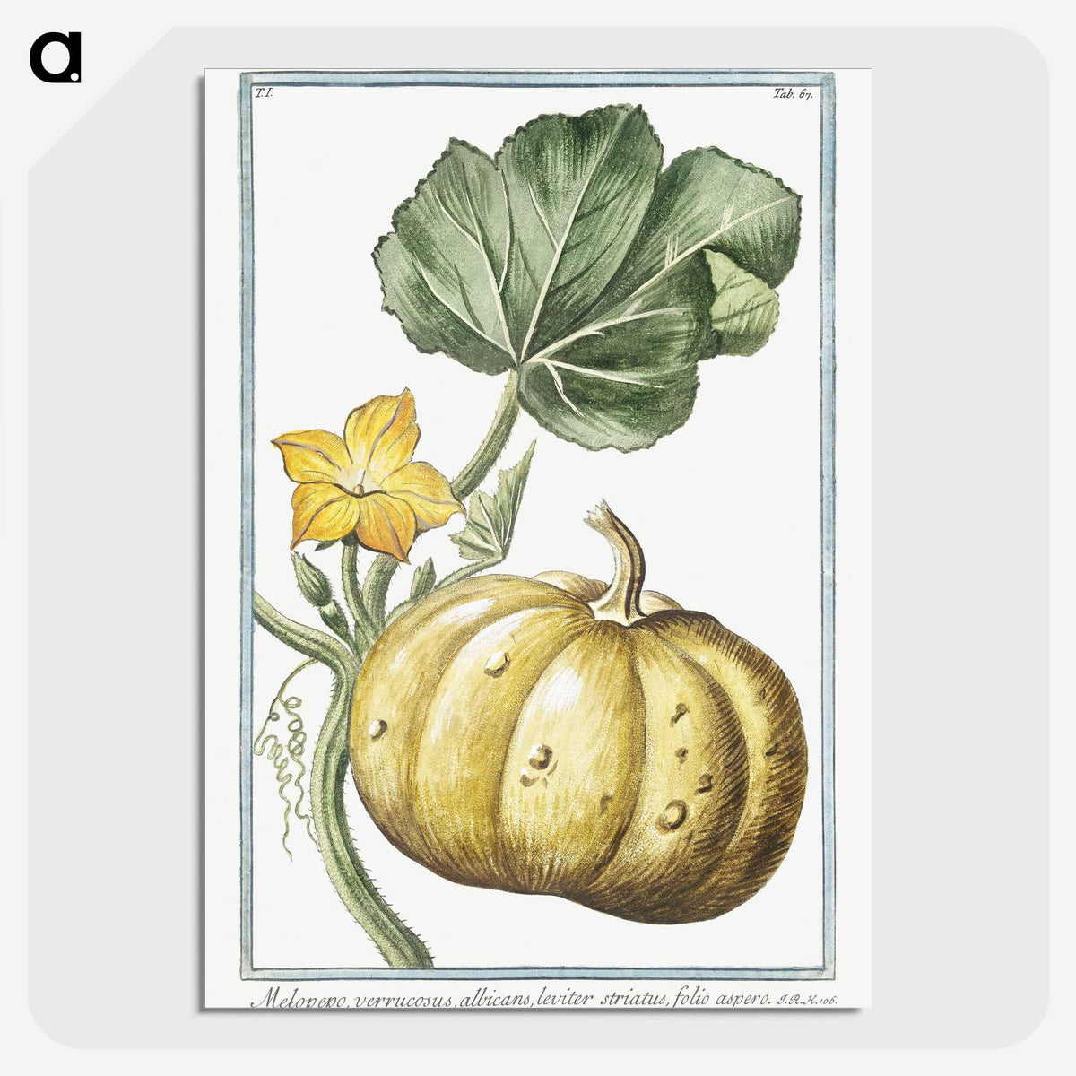 1-12_Hortus-Romanus-Botanical-Plates_picture-crop