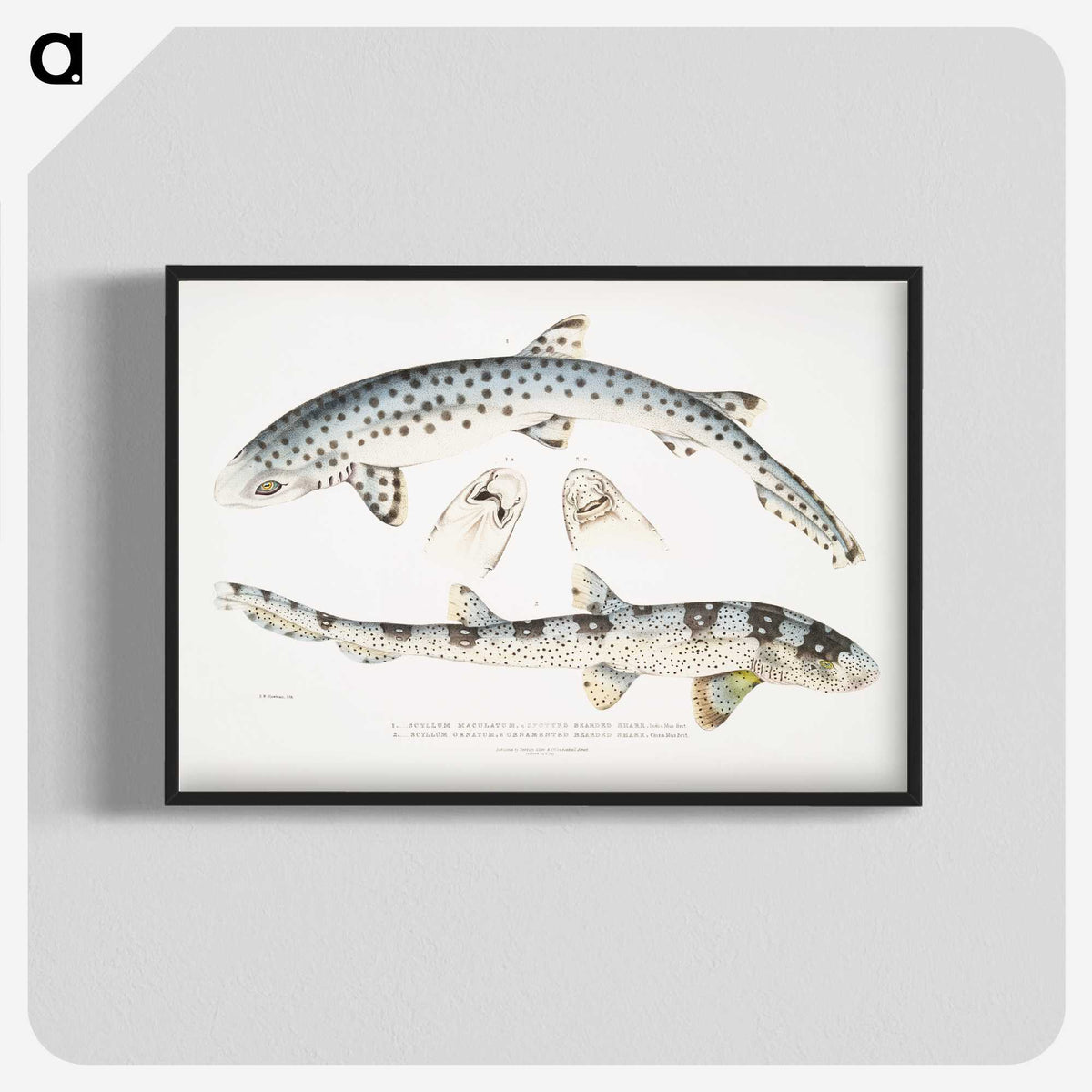 1-12_Indian-Zoology_blk-crop