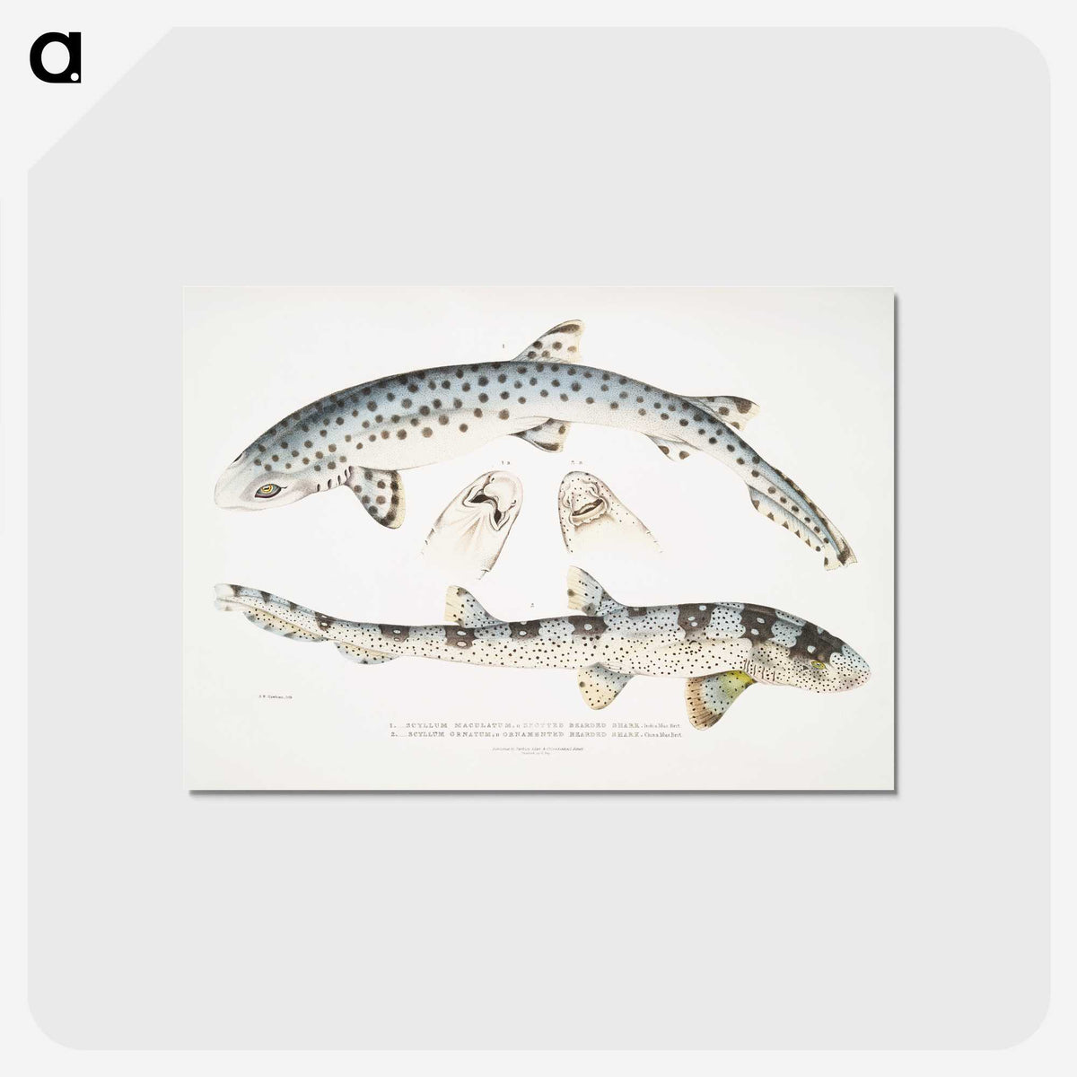 1-12_Indian-Zoology_postcard