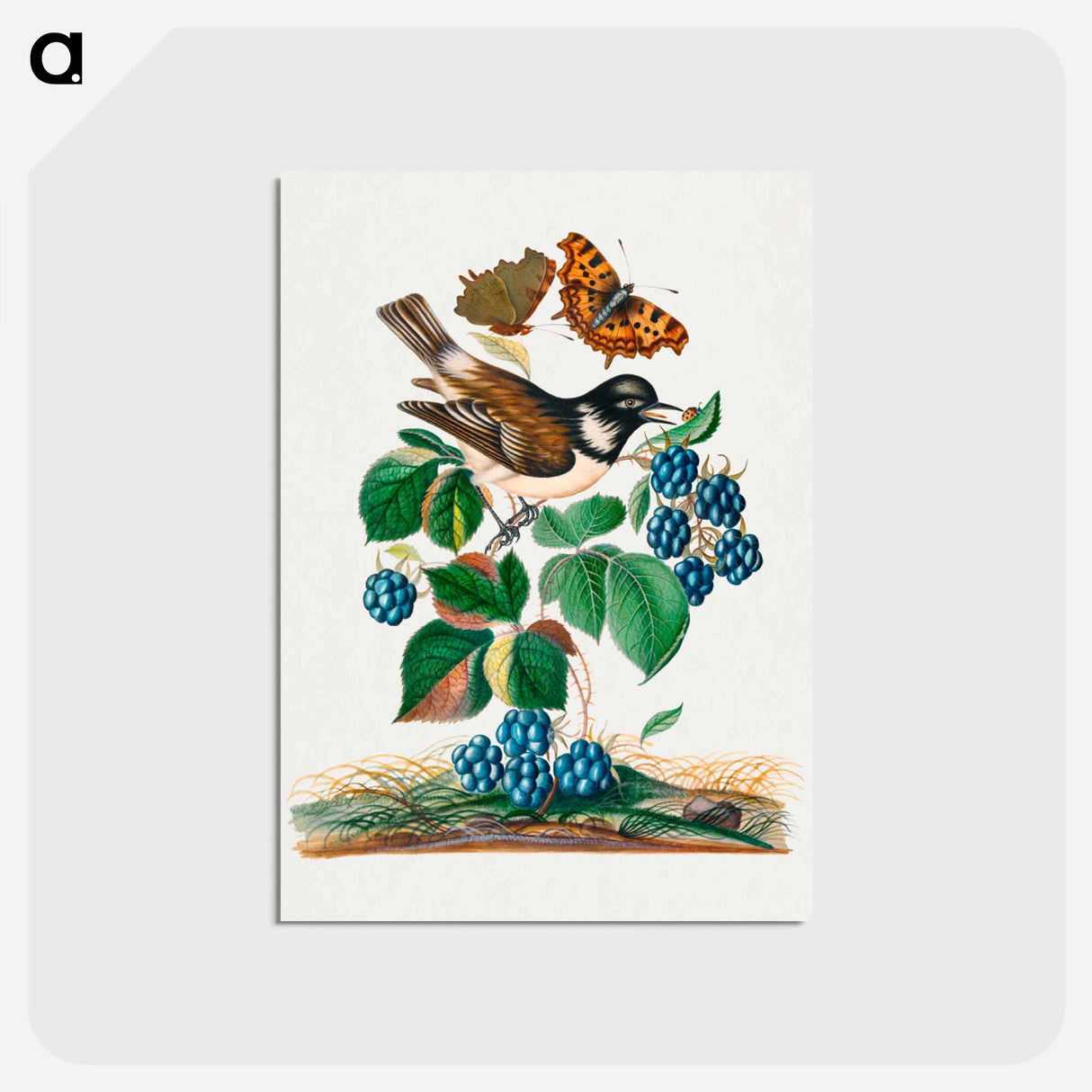 アートポストカード-White-cheeked Starling, Bramble, and Insects
- ジェームズ ボルトン Postcard.