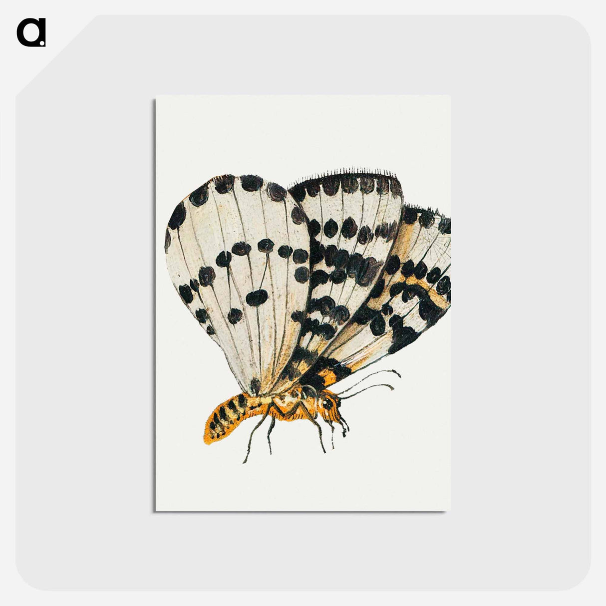 アートポストカード-Butterfly from Insects and Fruits
- ヤン ファン ケッセル Postcard.