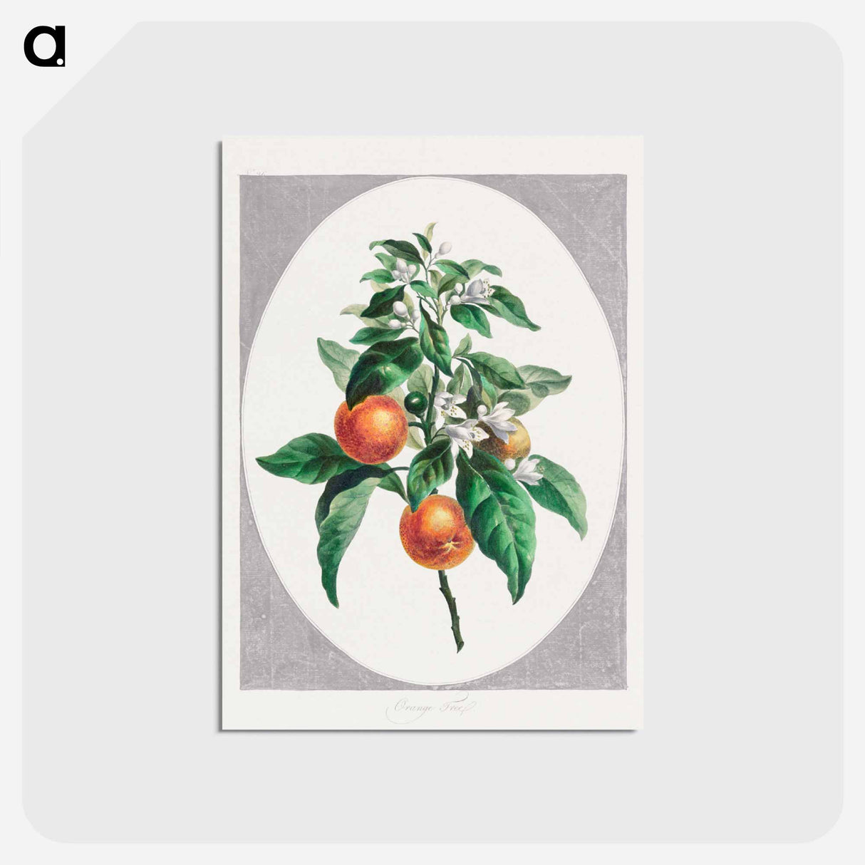 アートポストカード-Orange Tree
- ジョン エドワーズ Postcard.