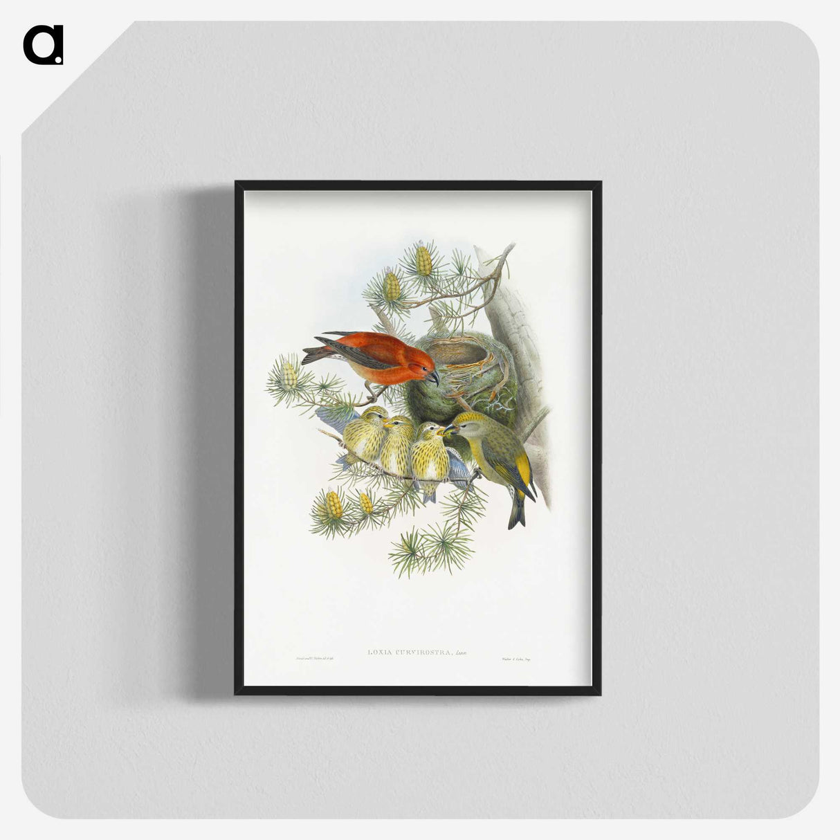 1-12_John-Gould_blk-crop