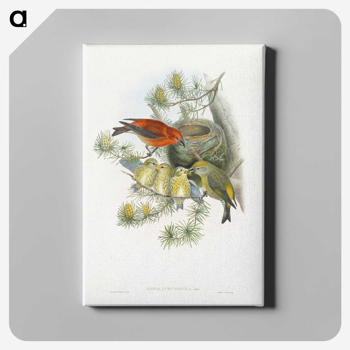 1-12_John-Gould_canvas