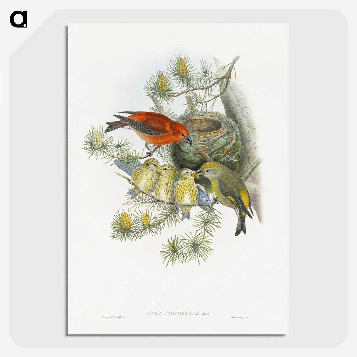 1-12_John-Gould_picture-crop