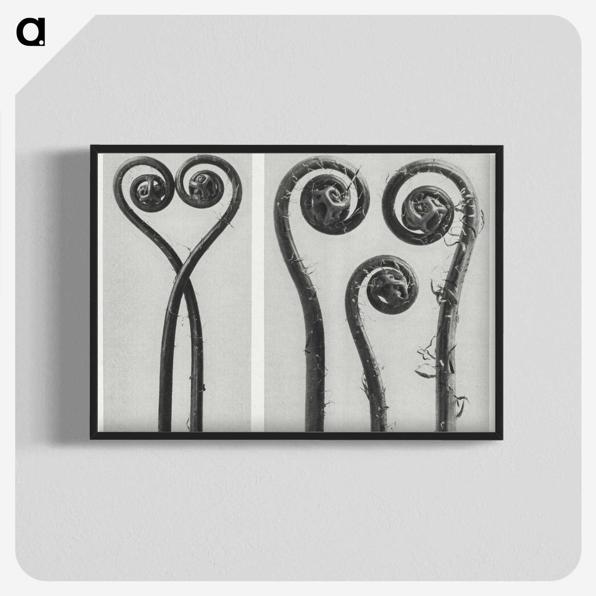 1-12_Karl-Blossfeldt_blk-crop