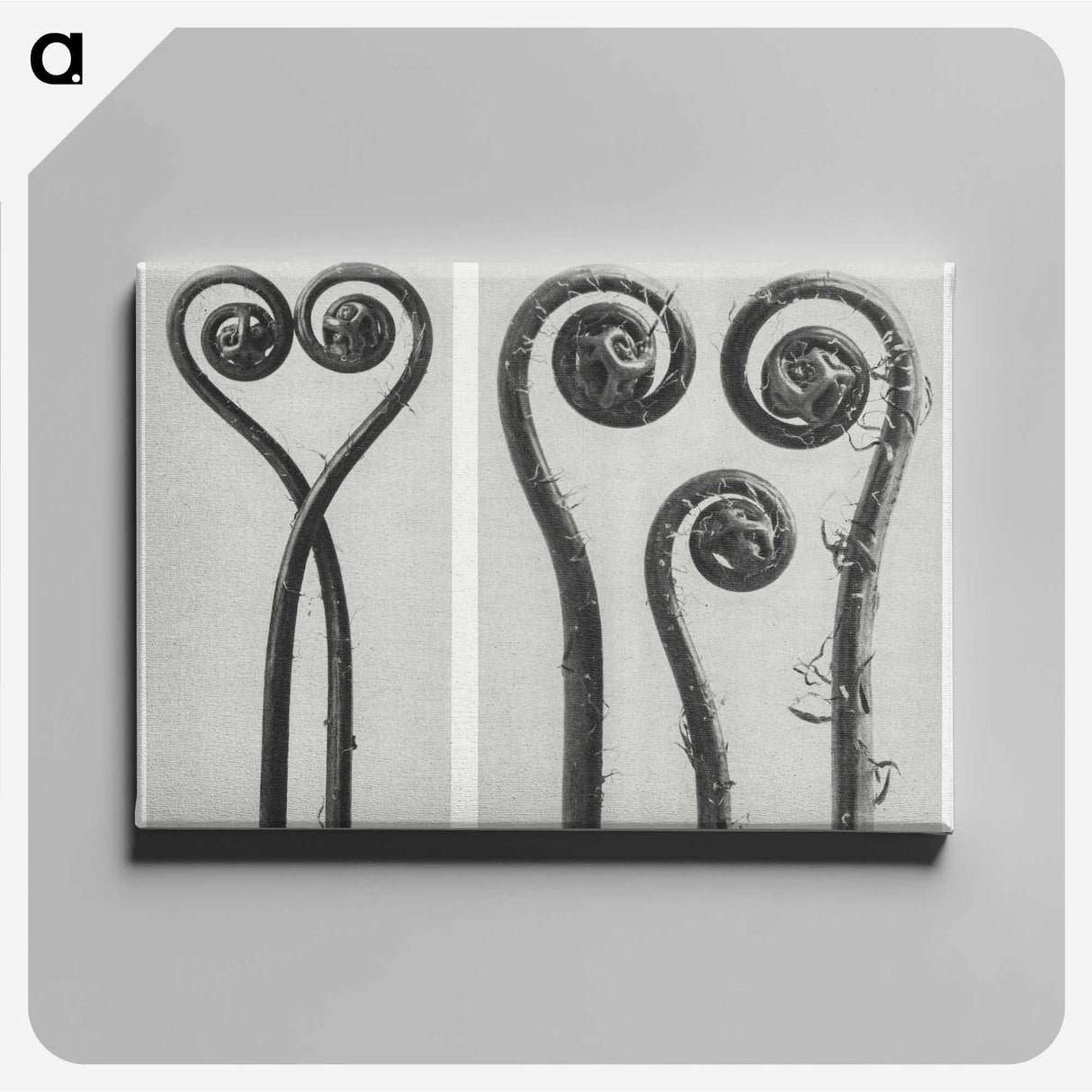 1-12_Karl-Blossfeldt_canvas