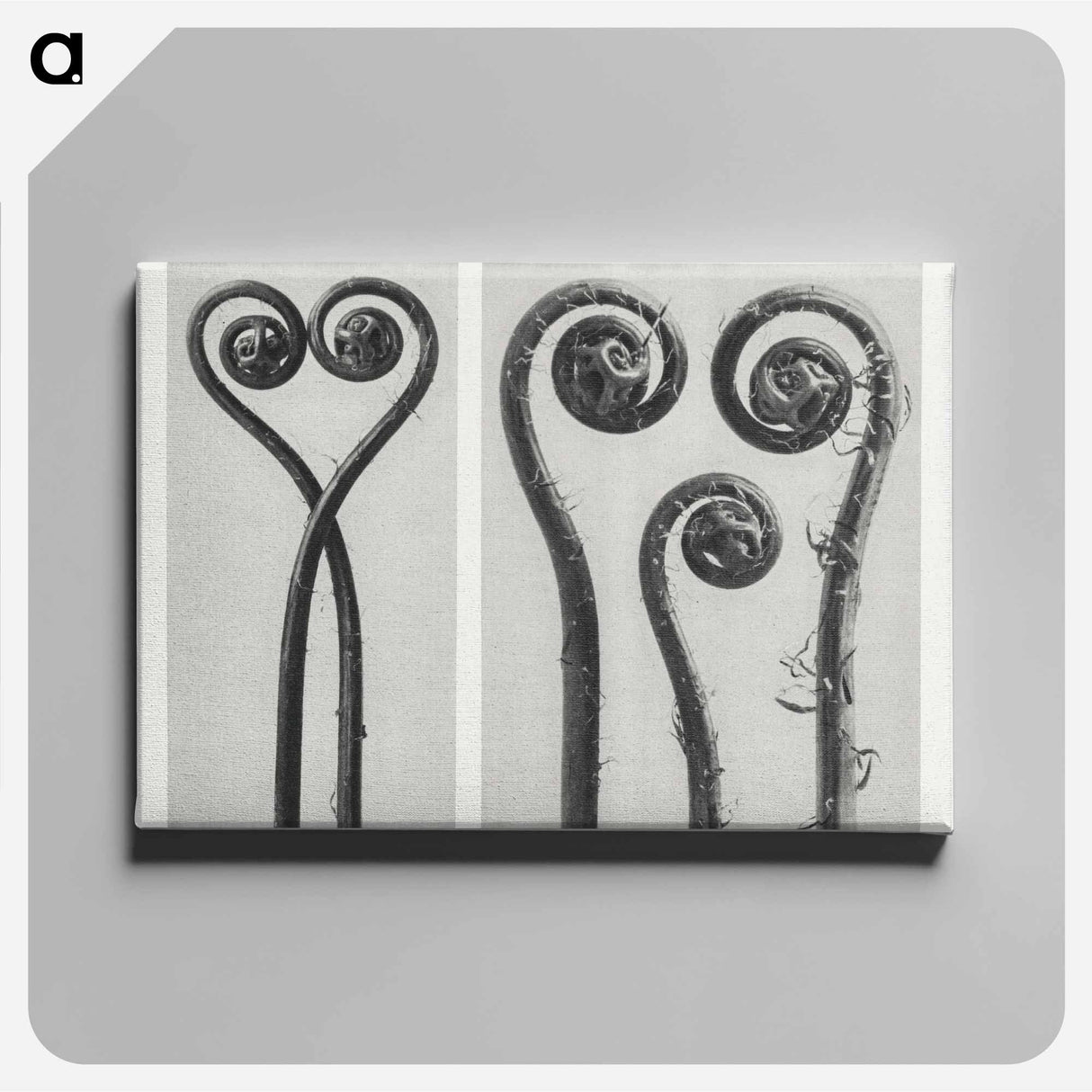 Adiantum pedatum - カール ブロスフェルト Canvas.