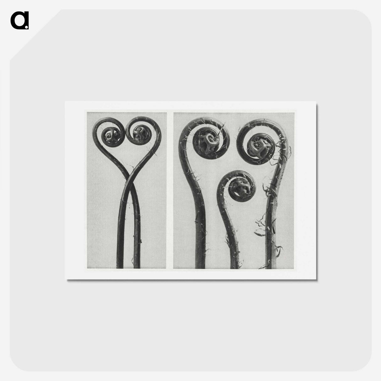 1-12_Karl-Blossfeldt_hagaki