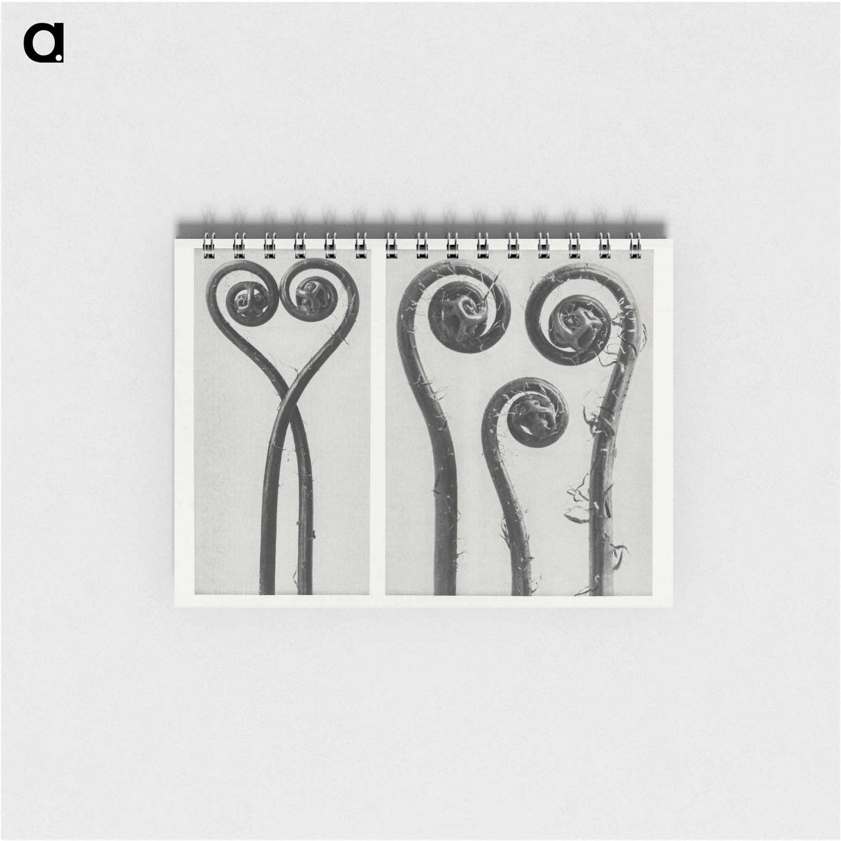 Adiantum pedatum - カール ブロスフェルト Memo.