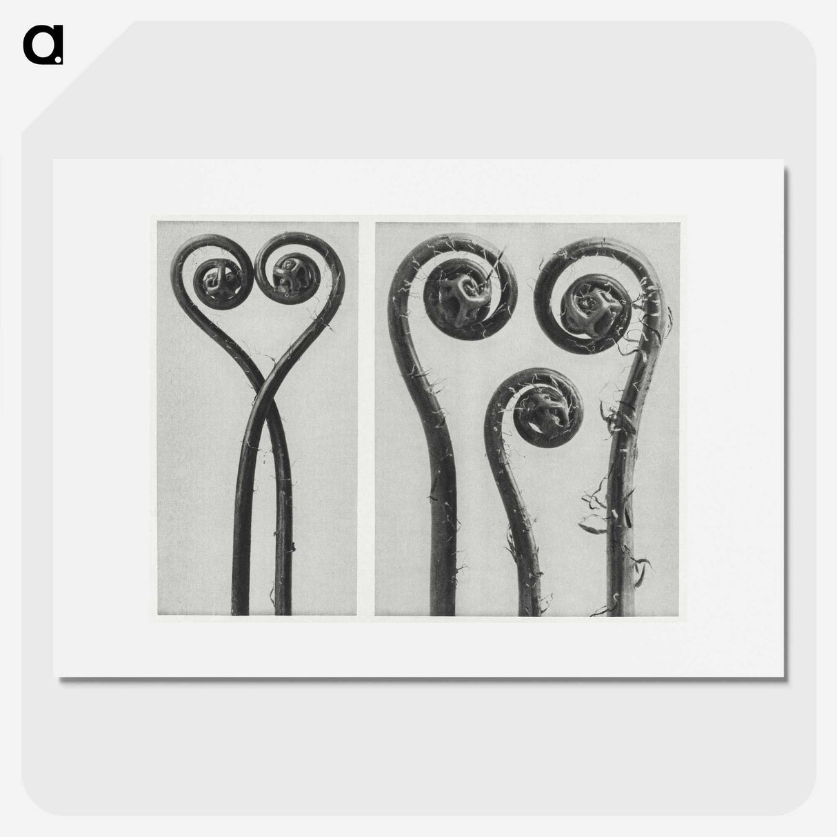 1-12_Karl-Blossfeldt_picture