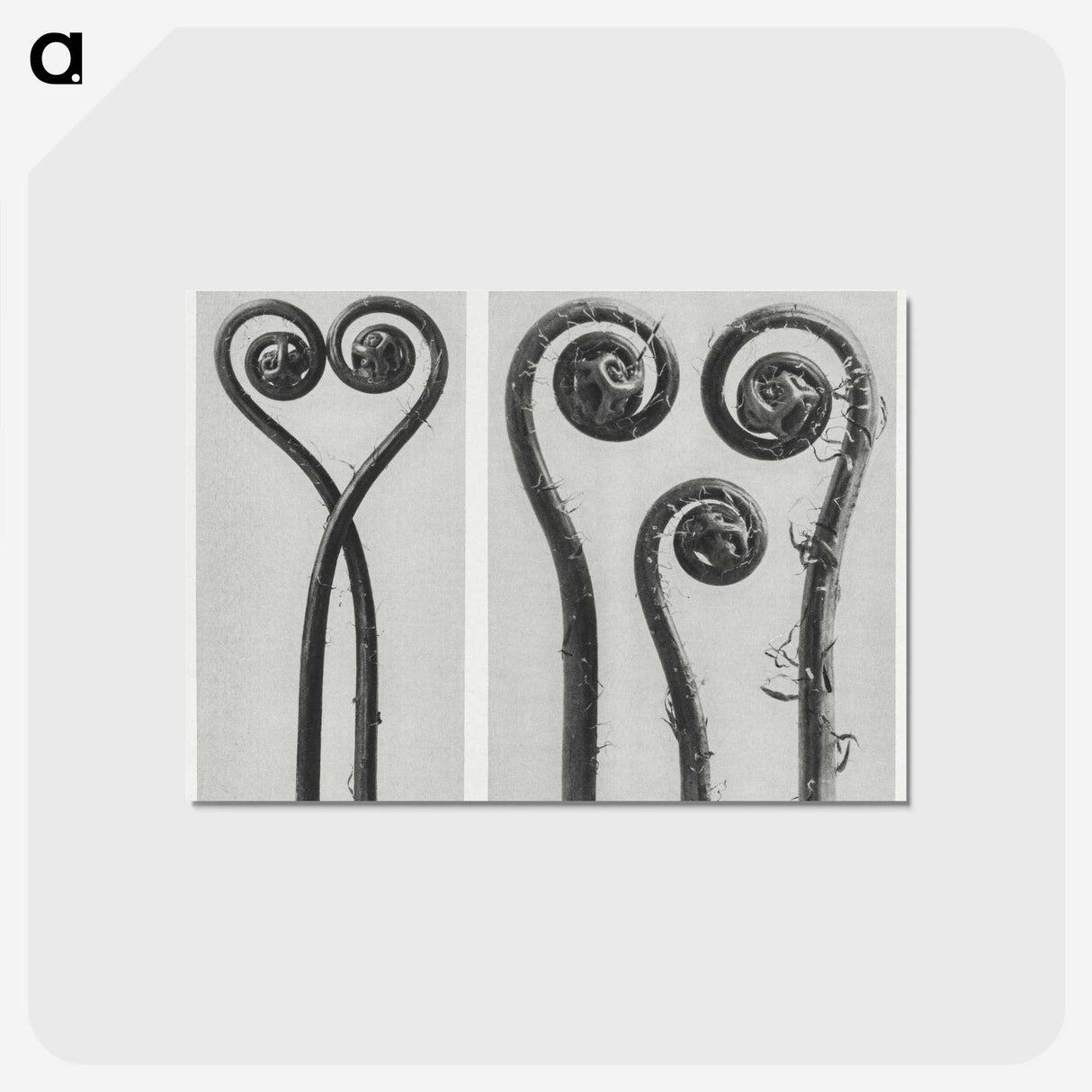 1-12_Karl-Blossfeldt_postcard