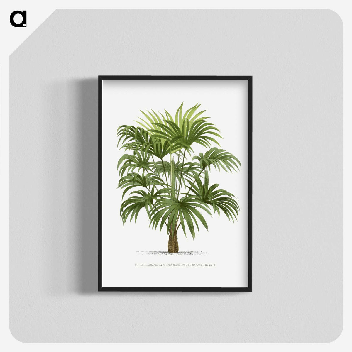 1-12_Les-Palmiers-Histoire-Iconographique_blk-crop