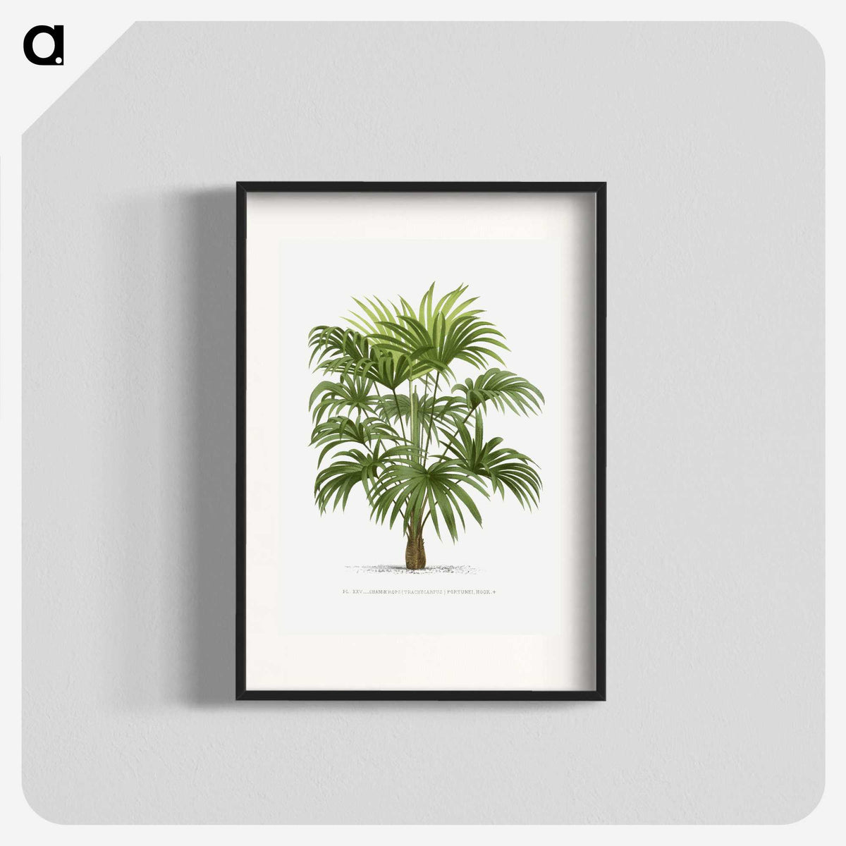 1-12_Les-Palmiers-Histoire-Iconographique_blk