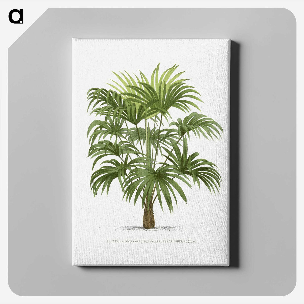 1-12_Les-Palmiers-Histoire-Iconographique_canvas