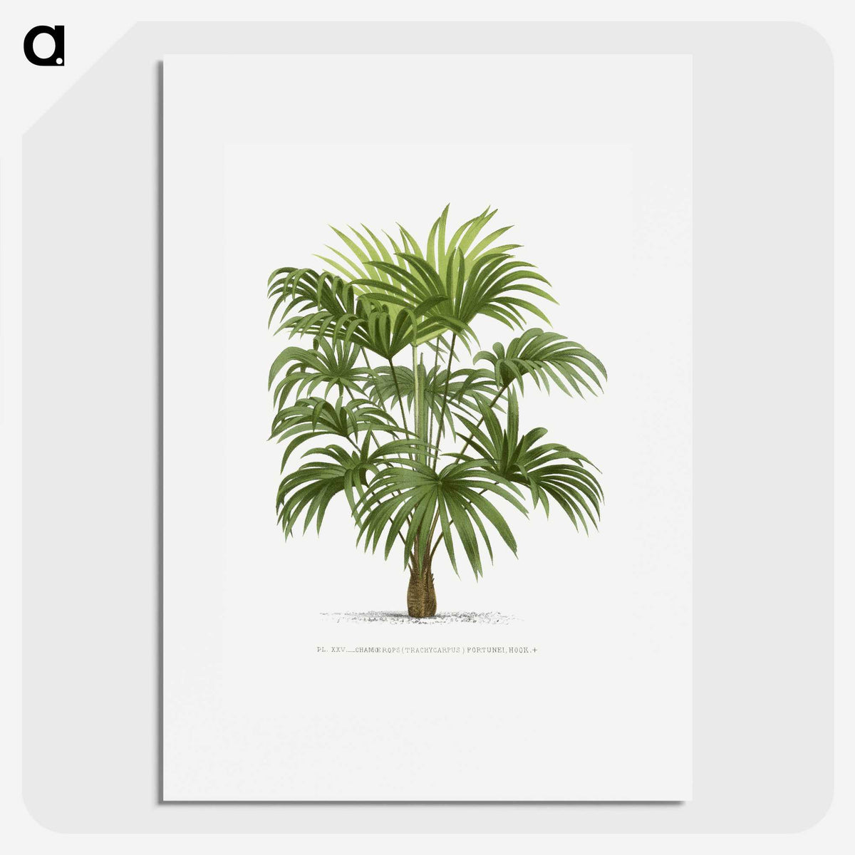 1-12_Les-Palmiers-Histoire-Iconographique_picture