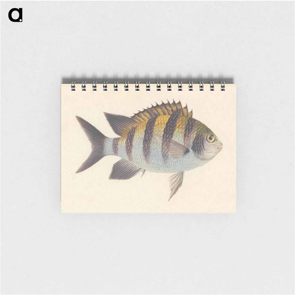 Unidentified Fish
- ルイージ バルガーニ Memo.
