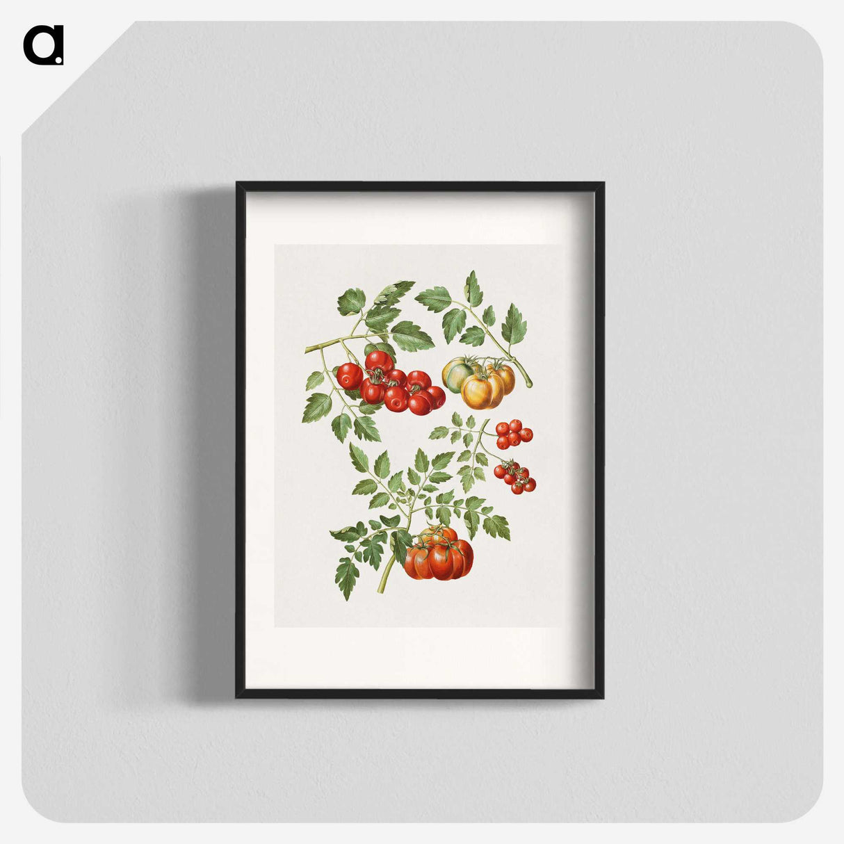 1-12_Maria-Sibylla-Merian_blk