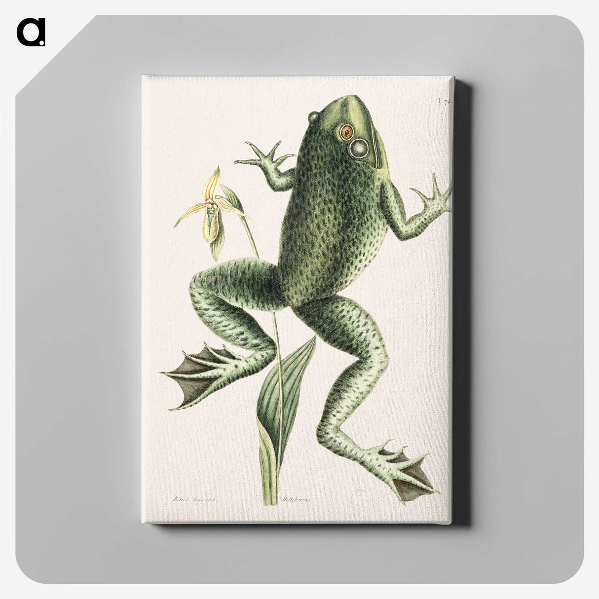 1-12_Mark-Catesby_canvas