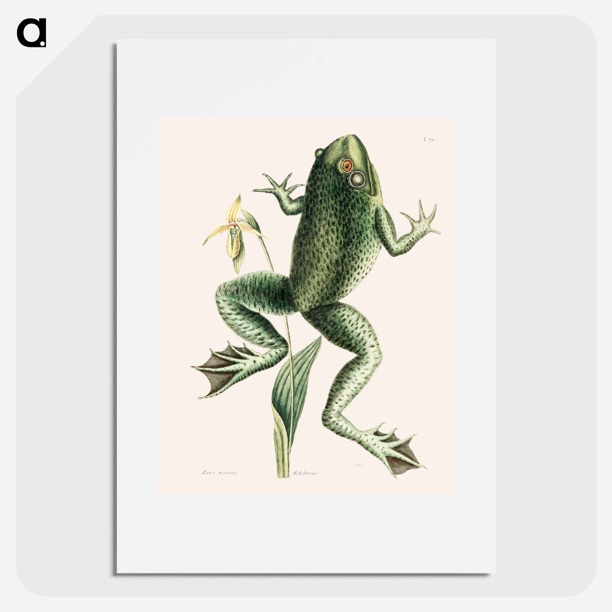 アートポスター-Bull Frog
- マーク ケイツビー Poster.