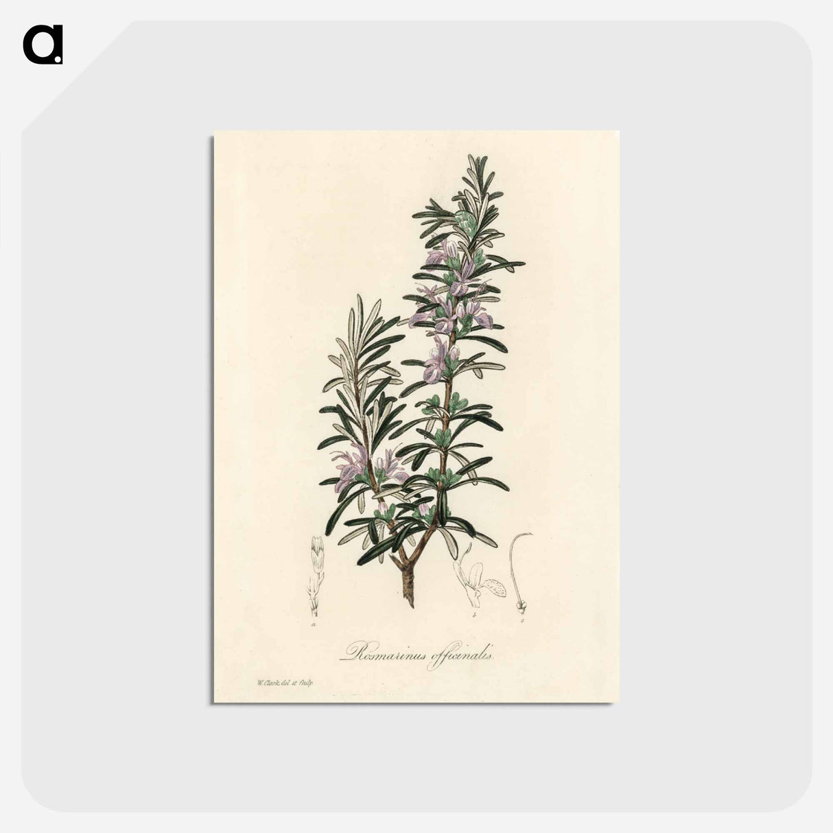 アートポストカード-Rosmarinus officinalis
- 薬用植物学 Postcard.