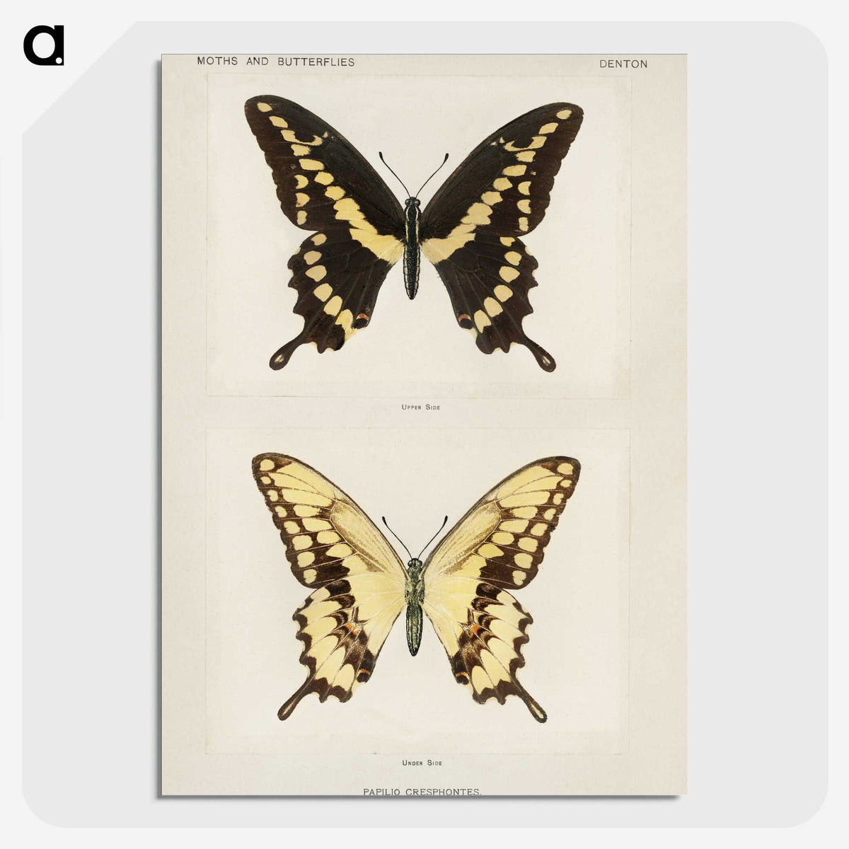 1-12_Moths-and-Butterflies-of-the-United-States_picture-crop