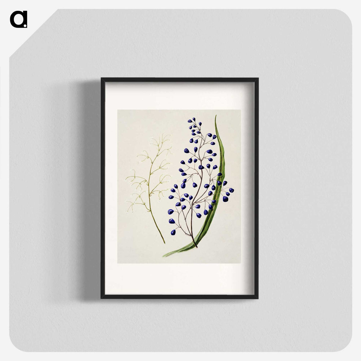 1-12_Native-Flowering-Plants-of-New-Zealand_blk