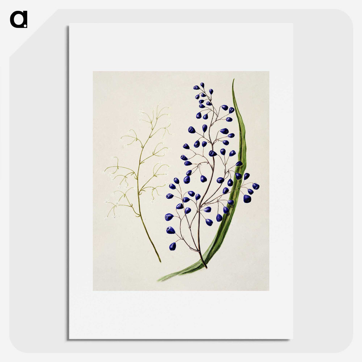1-12_Native-Flowering-Plants-of-New-Zealand_picture