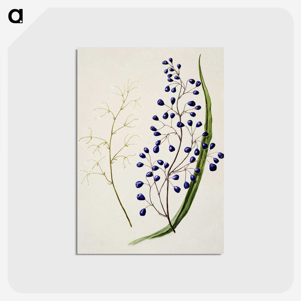 1-12_Native-Flowering-Plants-of-New-Zealand_postcard