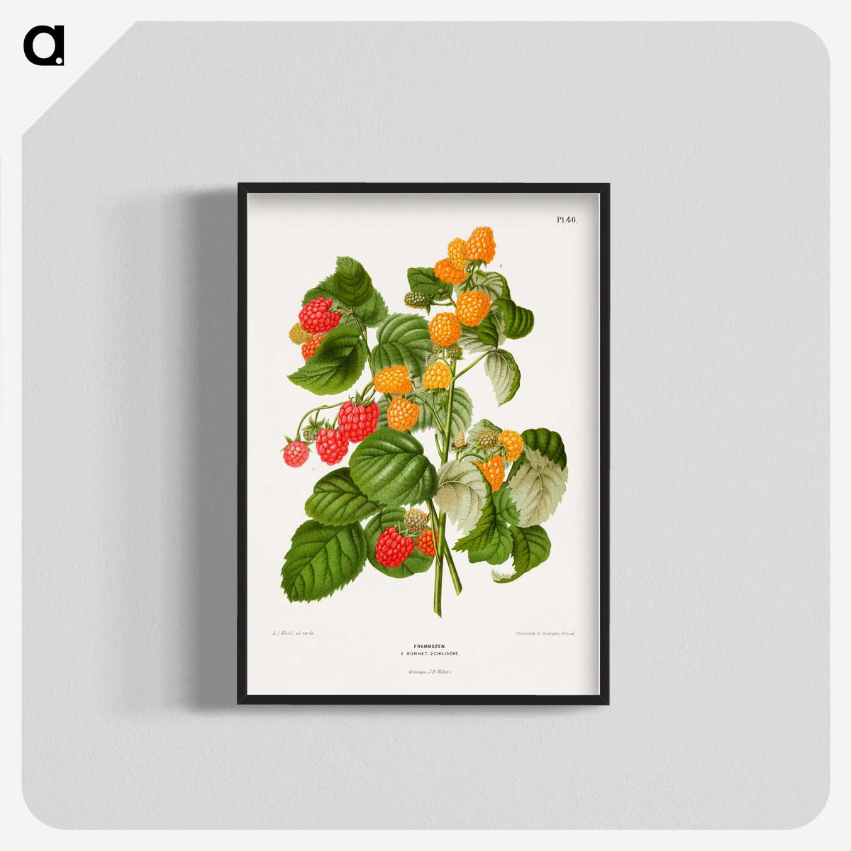 1-12_Nederlandsche-Flora-en-Pomona_blk-crop