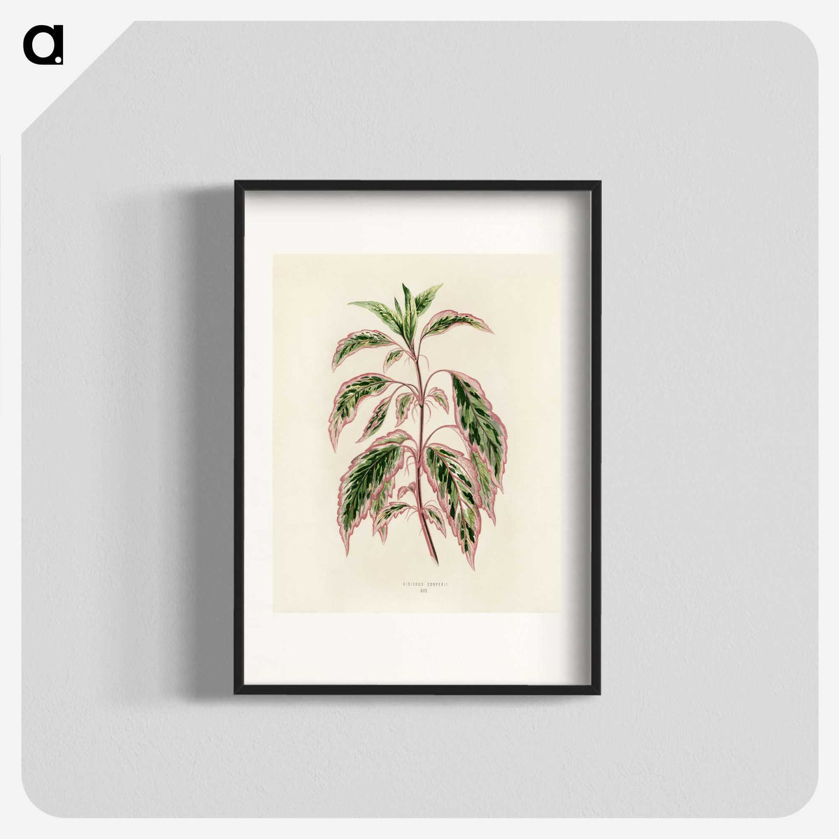 1-12_New-and-Rare-Beautiful-Leaved-Plants_blk