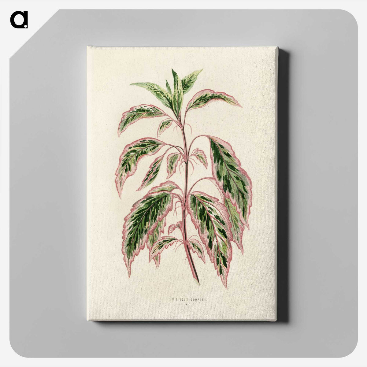 1-12_New-and-Rare-Beautiful-Leaved-Plants_canvas
