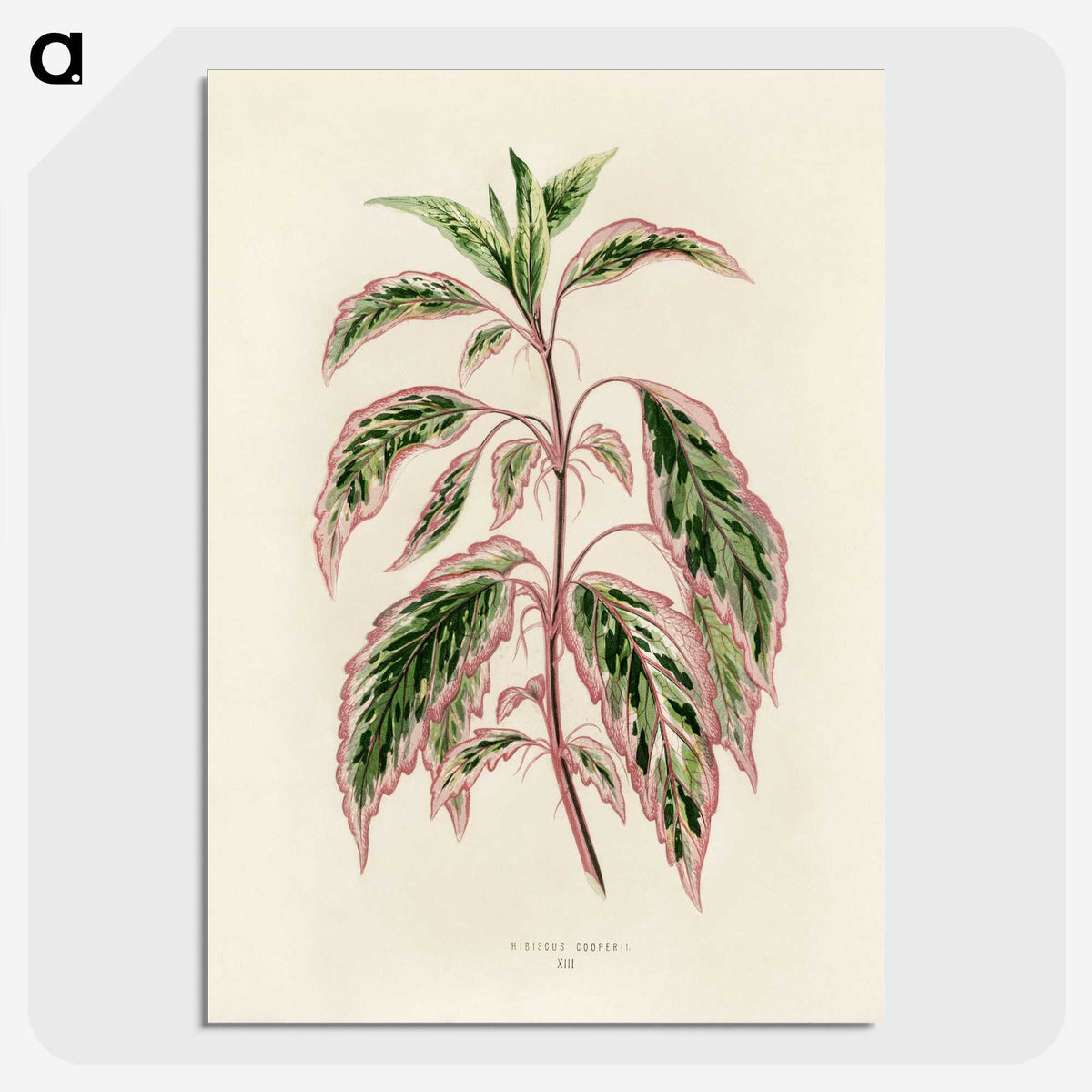 1-12_New-and-Rare-Beautiful-Leaved-Plants_picture-crop