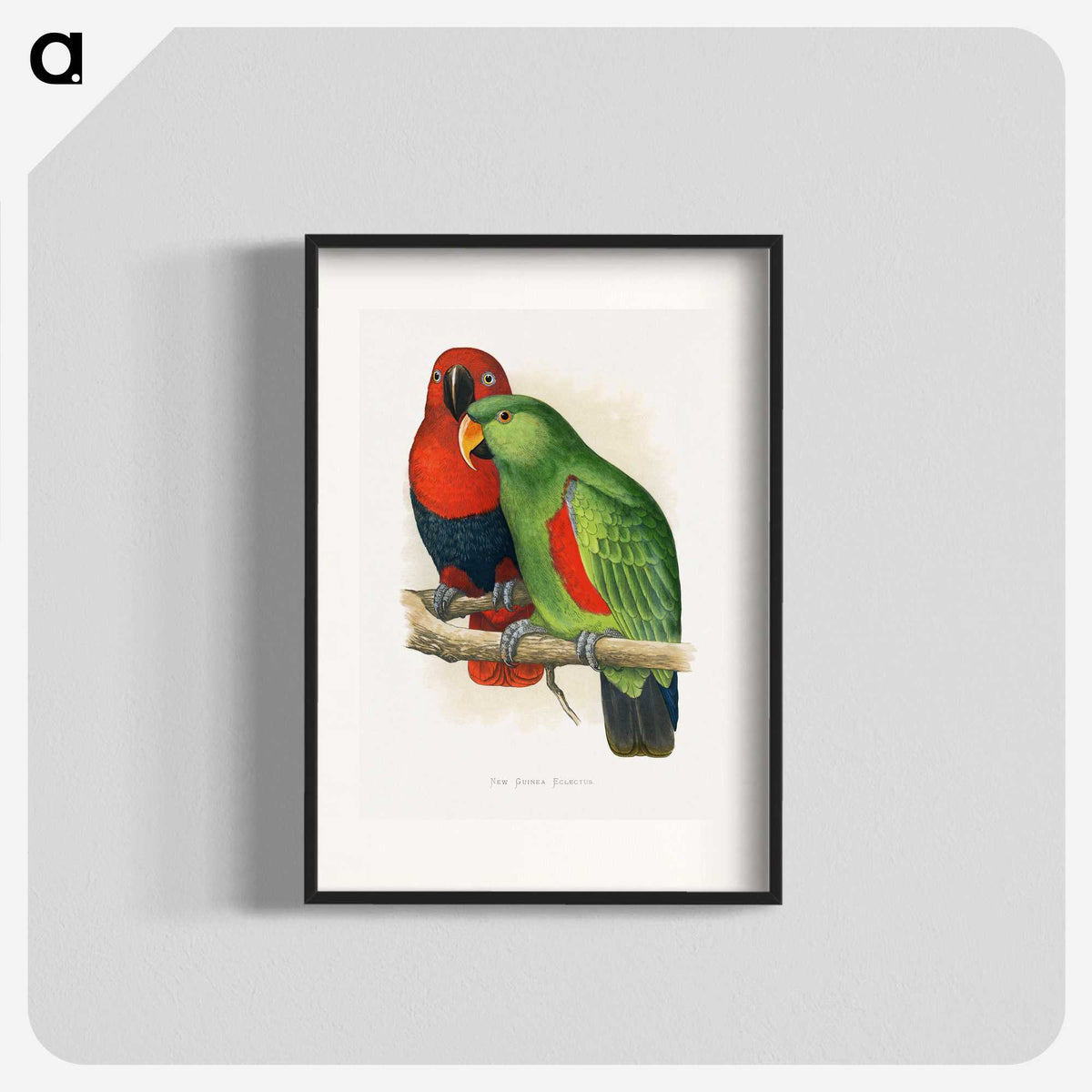 1-12_Parrots-in-Captivity_blk