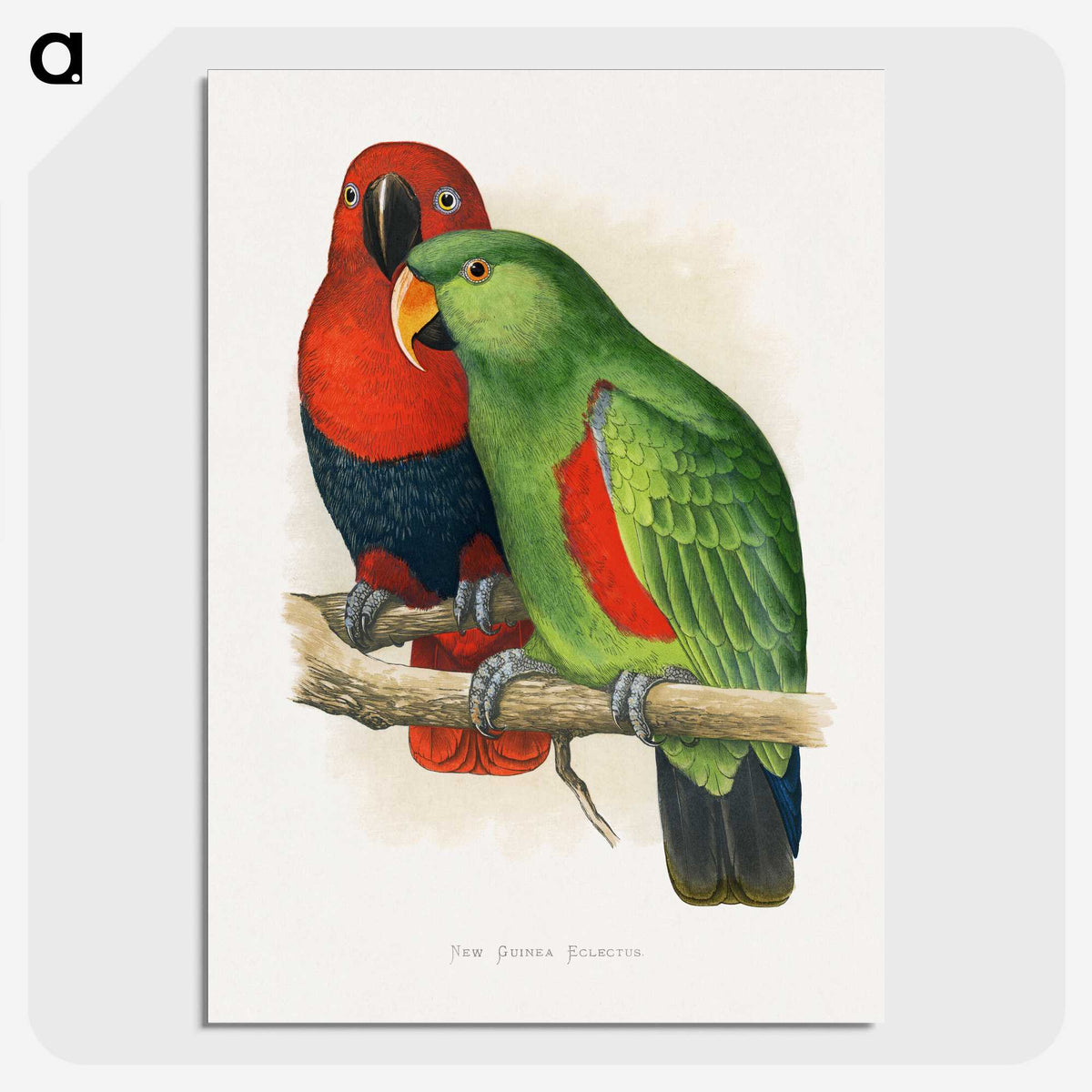 1-12_Parrots-in-Captivity_picture-crop