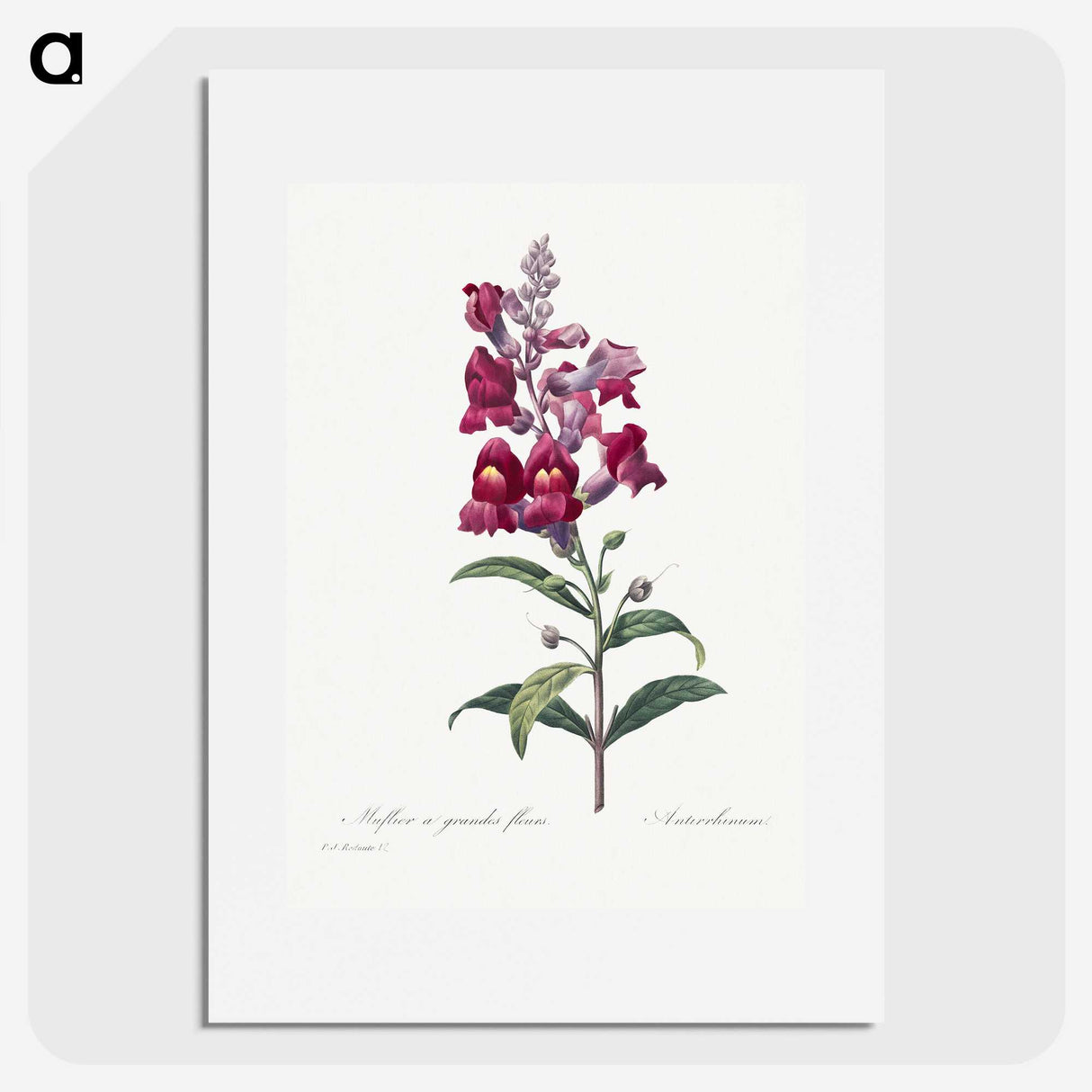 1-12_Pierre-Joseph-Redoute_picture