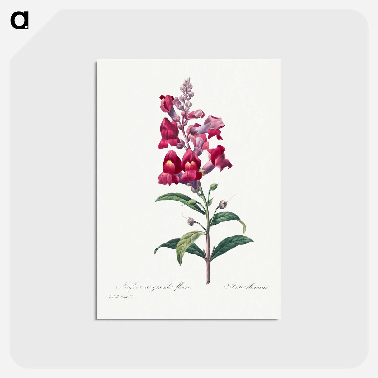 アートポストカード-Anterinum - ピエール ジョゼフ ルドゥーテ Postcard.