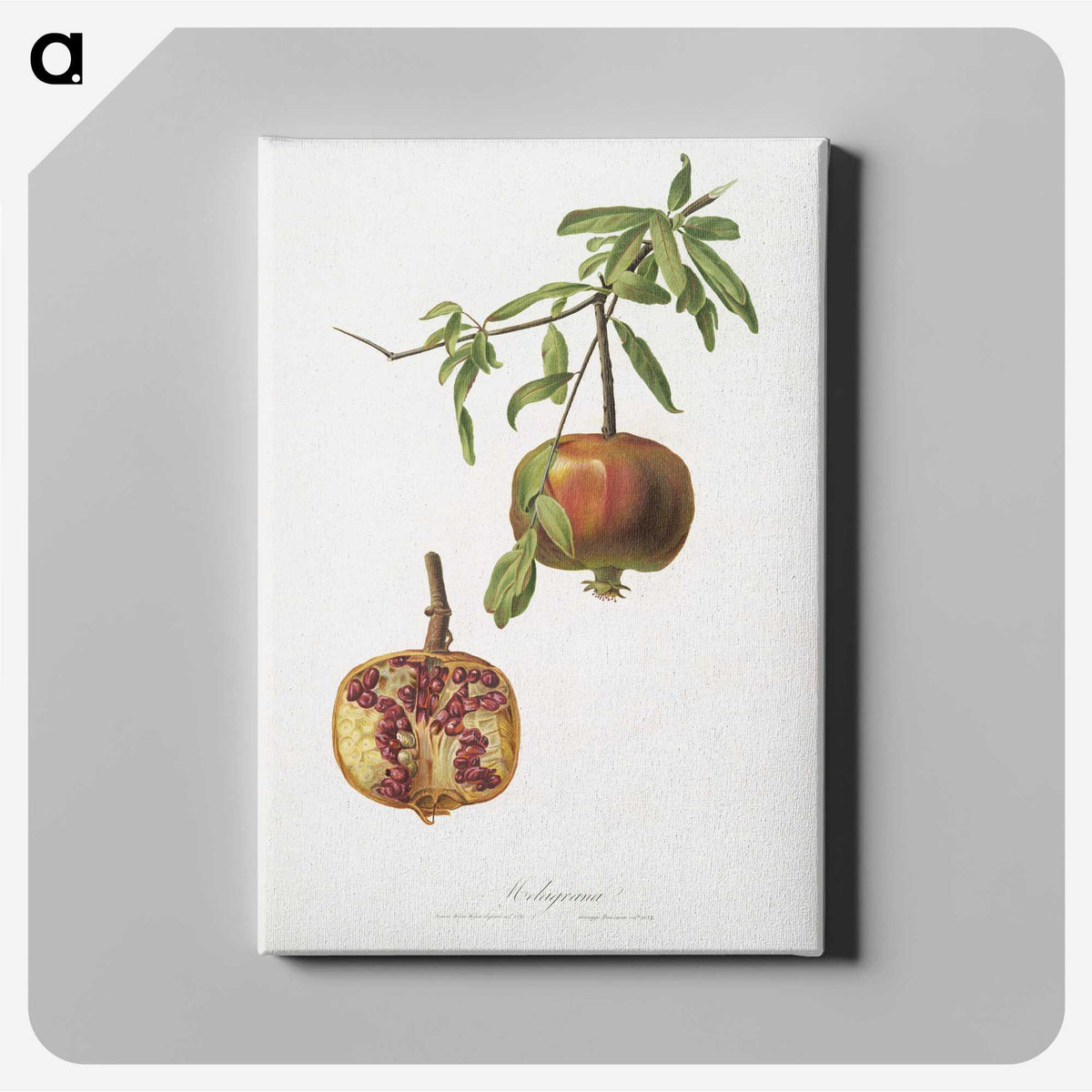 1-12_Pomona-Italiana_canvas