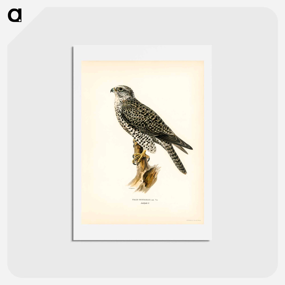 アートポストカード-Gyrfalcon
- スヴェンスカ フォグラル Postcard.
