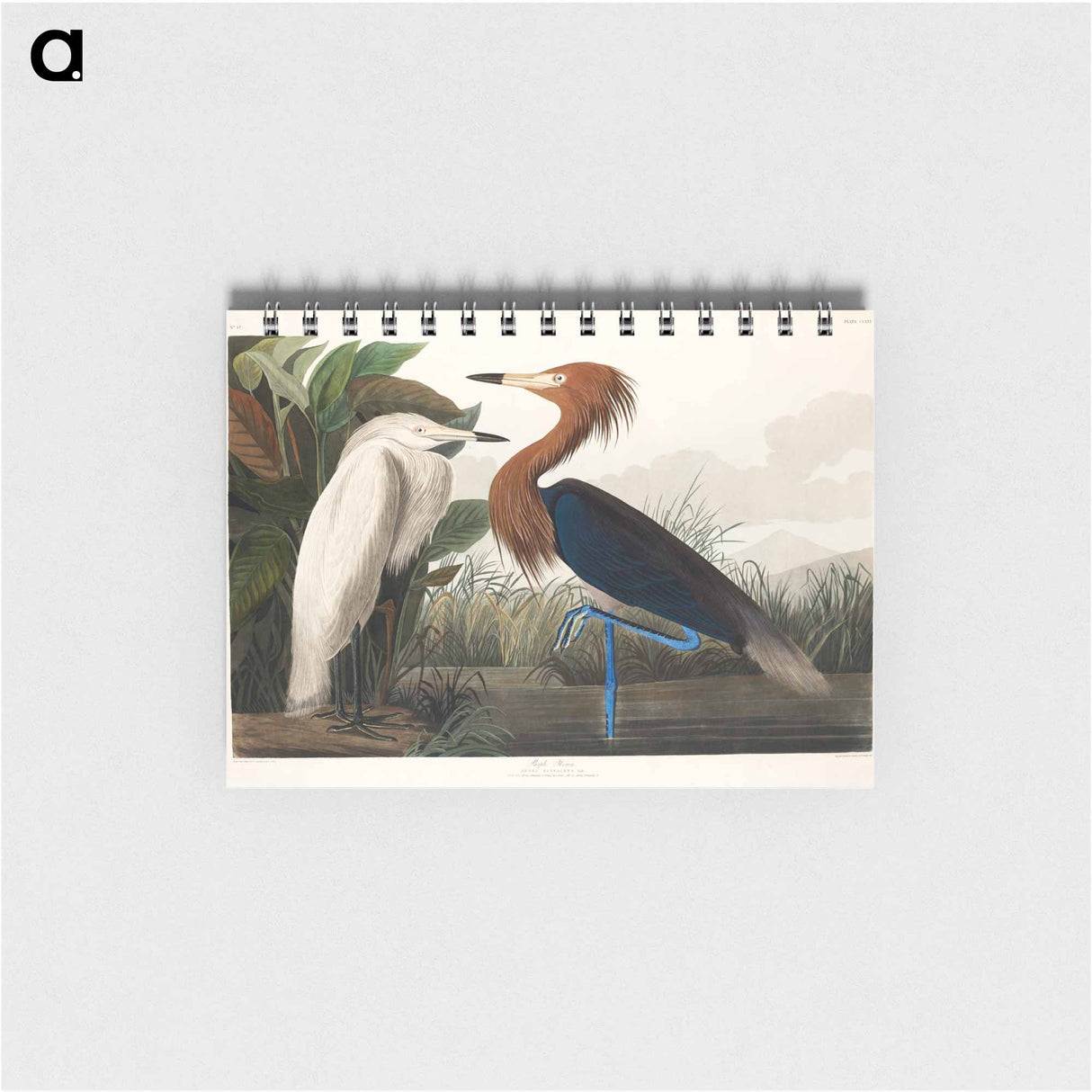 アートメモ帳-Purple Heron from Birds of America
- アメリカの鳥たち Memo.