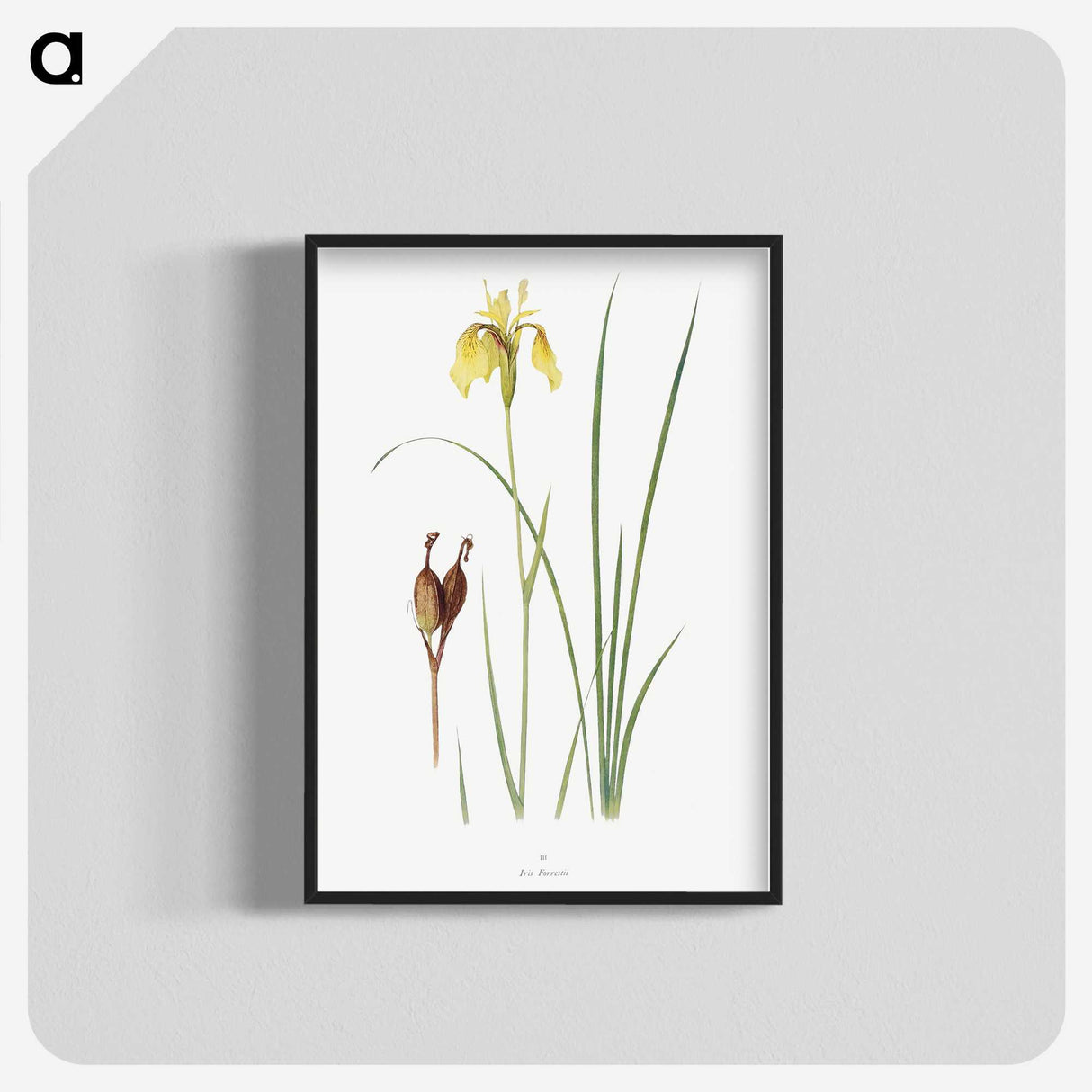 1-12_The-Genus-Iris_blk-crop