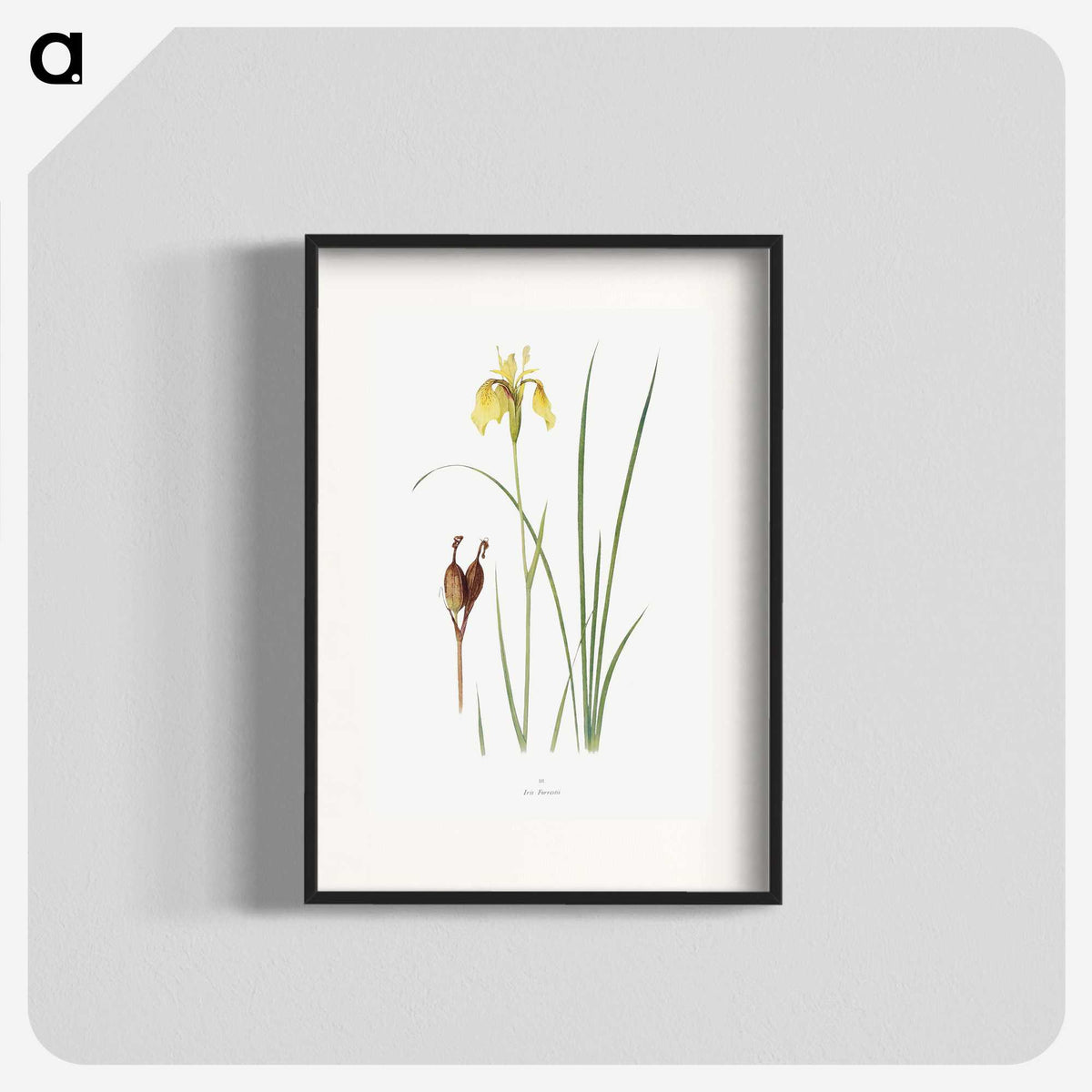 1-12_The-Genus-Iris_blk