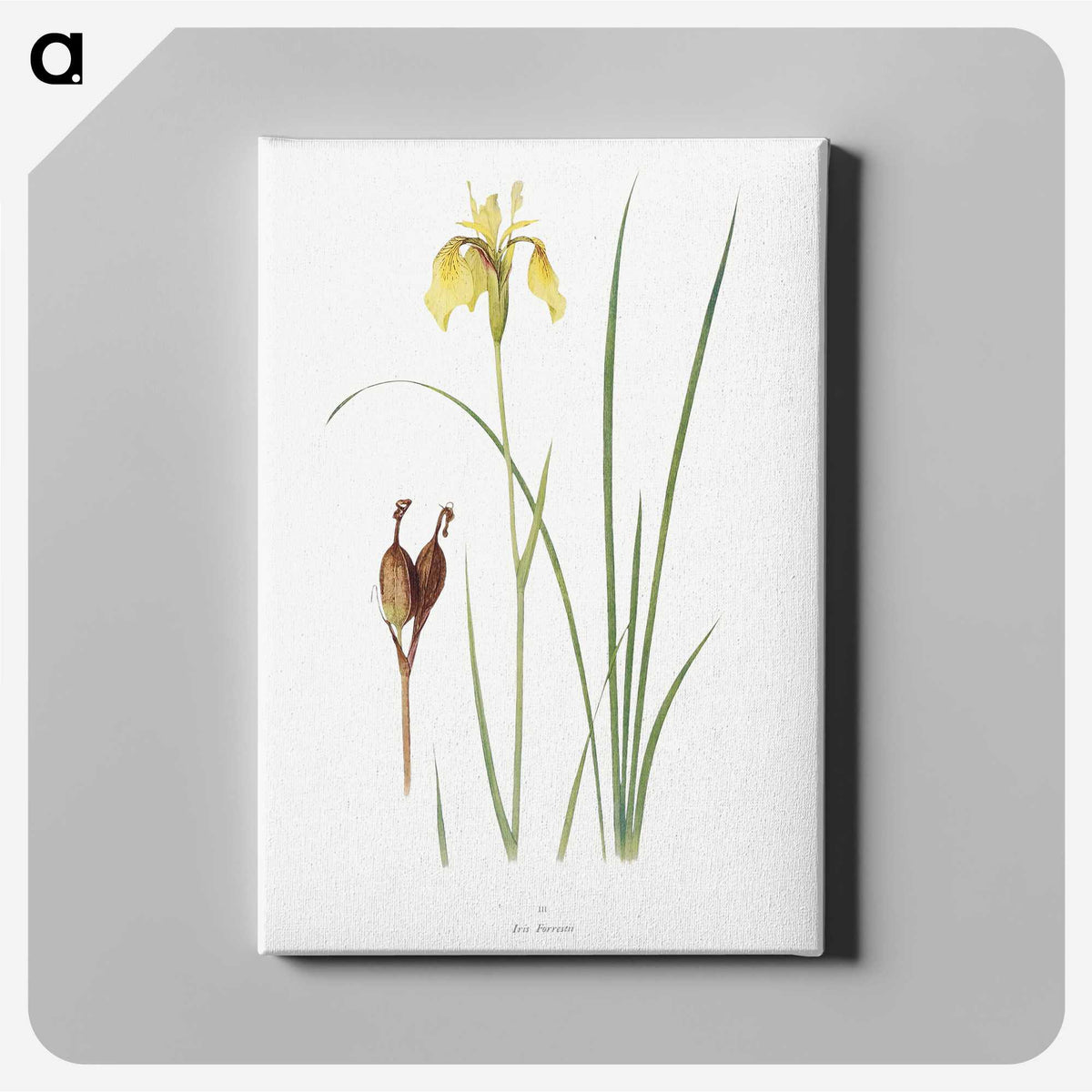 1-12_The-Genus-Iris_canvas