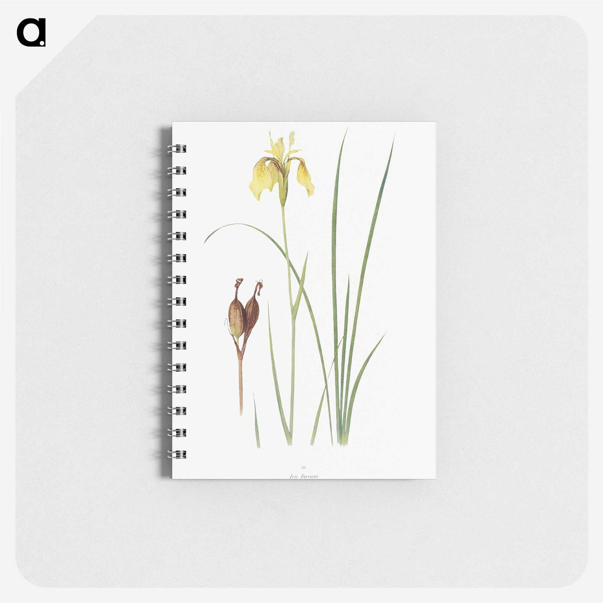 1-12_The-Genus-Iris_memo