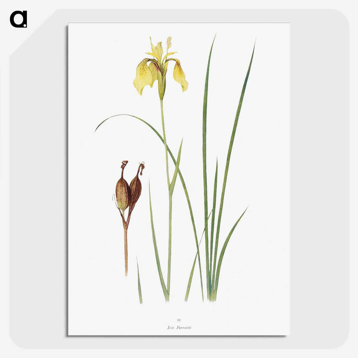 1-12_The-Genus-Iris_picture-crop